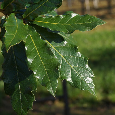 Quercus rysophylla 'Maya'